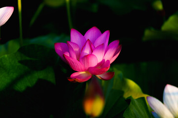 Obraz premium Chinese beauty: Pink lotus in sunlight with green leaf