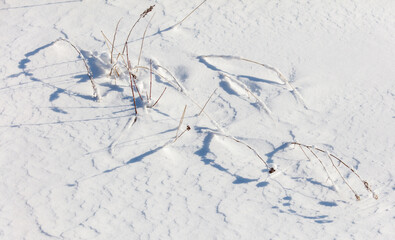 A snow covered field with a few plants and some snow