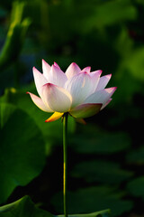 Obraz premium Chinese beauty: Pink lotus in sunlight with green leaf