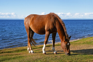 A brown horse grazing peacefully by the tranquil blue waters of a serene lake on a sunny day