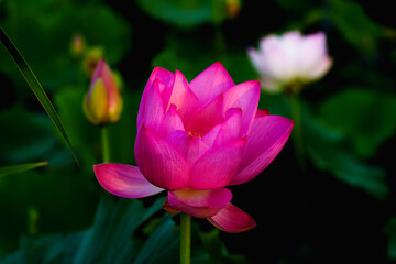 Obraz premium Chinese beauty: Pink lotus in sunlight with green leaf