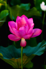 Obraz premium Chinese beauty: Pink lotus in sunlight with green leaf
