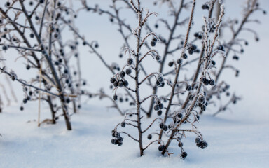 A cluster of black berries are covered in snow