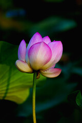 Obraz premium Chinese beauty: Pink lotus in sunlight with green leaf