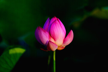 Chinese beauty: Pink lotus in sunlight with green leaf