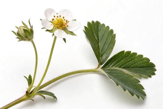 Bloom Straberrry