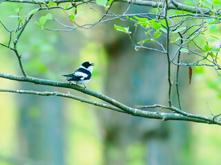 Collared flycatcher on a branch