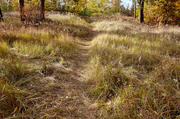 Clearing in the forest. Scenic forest of deciduous trees, autumn season. Selective focus, blurred background