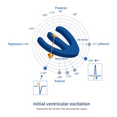 The initial excitation of the ventricle forms a small r wave in lead V1 and a small q wave in lead V6.