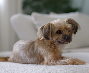 The domestic pet dog likes to rest on a bushy stool.