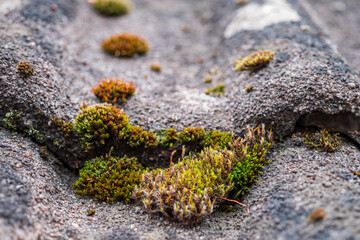 Lichen and moss on the roof are unsightly and damage the tiles. Over time, they cause the material...