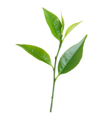 Obraz premium High-Quality PNG tea leaf Isolated on White Background – High Resolution