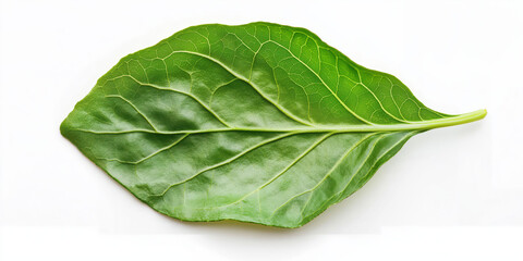Obraz premium Close-up of fresh green leaf with detailed veins on white background