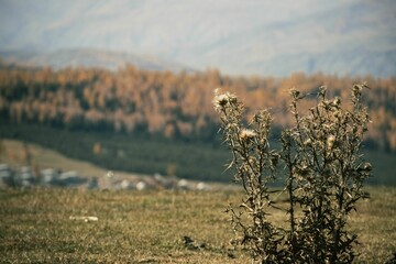 Solitary bush with autumn backdrop