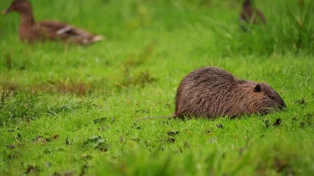 vid&eacute;o d'un ragondin mangeant de l'herbe au sol, mouvement de cam&eacute;ra arri&egrave;re, pour laisser d&eacute;couvrir deux canards en arri&egrave;re plan