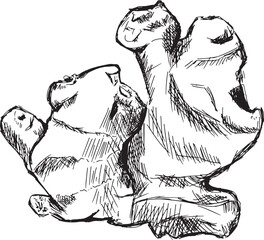 Ginger Root Large Top View Graphic Black and White Illustration Sketch for Printing and Web Design