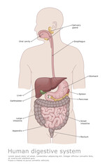 Human digestive system medical illustration. Organs of the human digestive system. Medical diagram. 