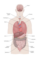 Human internal organ medical illustration. Main internal organs of the human body. Medical vector illustration.