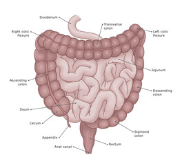 Human intestine anatomy medical illustration. Anatomy of the human intestine, small intestine and large intestine. Vector medical illustration.
