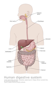 Human digestive system medical illustration. Organs of the human digestive system. Medical diagram. 