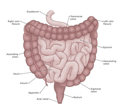 Human intestine anatomy medical illustration. Anatomy of the human intestine, small intestine and large intestine. Vector medical illustration.
