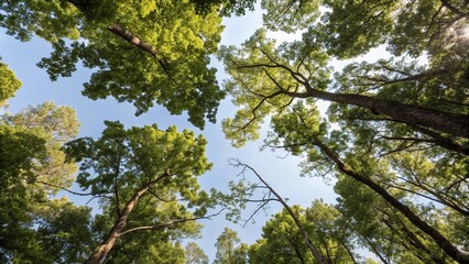 Obraz premium A forest canopy with leaves and branches stretching towards the sky, natural scenery, nature background, forest canopy, green environment, tree branches