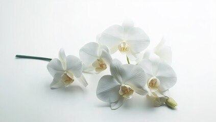White orchid flowers isolated on a white background