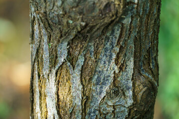 Obraz premium Beautiful texture of brown gray tree bark of Austrian pine or black pine (Pinus Nigra). Close-up of interesting pine bark of young tree. Fresh wallpaper and nature background concept.