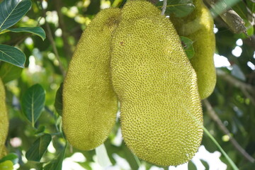A cluster of large, green jackfruits hanging from a tree branch, surrounded by lush green leaves.
