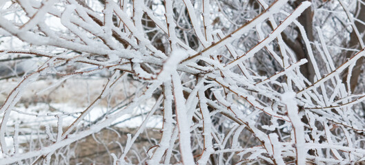 Frost on the branches of a tree in winter close-up. Snow lies on the branches on a frosty day. Cold weather. Abstract winter background.