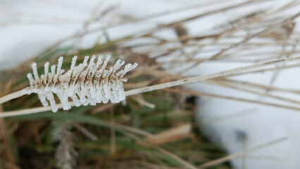 Frost on a hay ear in winter close-up. Feed for farm animals on a winter pasture. Snow on dry grass. Background for a postcard.