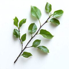 Fototapeta premium branch with green leaves, isolated on a white background