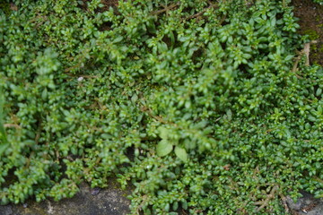 A dense carpet of small, green leaves covering a concrete surface.
