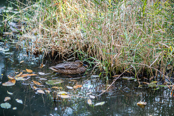 Mallard duck in a pond in Yeouido park in Yeongdeungpo District on Han river in Seoul, South Korea