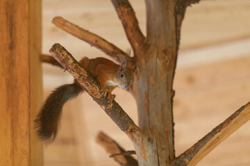 A red squirrel sits on a tree branch