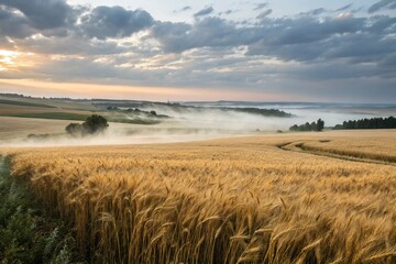 A gentle mist sways across a sea of golden wheat carrying the scent of wet earth and new life, wheat, golden, serenity, mist