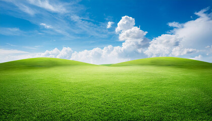 green grass field with blue sky