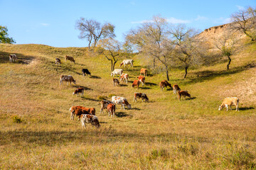 Cows grazing in meadow. Beautiful grassland pasture nature landscape in Inner Mongolia, China. Autumn landscape.
