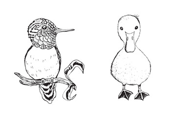 Coloring book happy birds for kids. Funny birds, flowers, leaves and berries. Flat vector illustration with cartoon bird silhouette. Cute characters. Minimalist poster design.