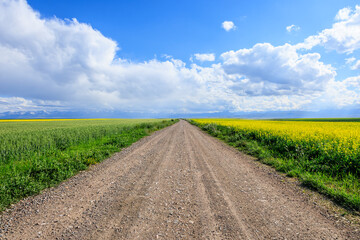 Country gravel road and green farmland natural landscape under blue sky. road trip.