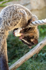 The masked palm civet holding onto the rope. Its scientific name is Paguma larvata.