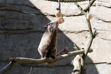 Ａ masked palm civet trying to lick a snack. Its scientific name is Paguma larvata.