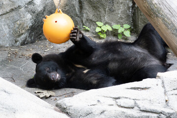 The Asian black bear lying down and playing with a ball