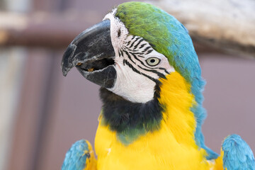 Close-up of the face of the Blue and Yellow Macaw (Ara ararauna), also known as the Blue and Gold Macaw.