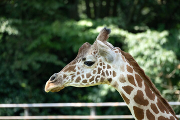 Close-up of the reticulated giraffe's face from the side