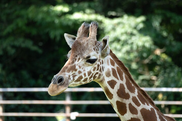 Close-up of the reticulated giraffe's face from the side