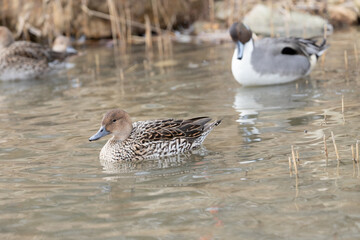 Male and female pintail ducks swimming in a pond. The scientific name is Anas acuta.
