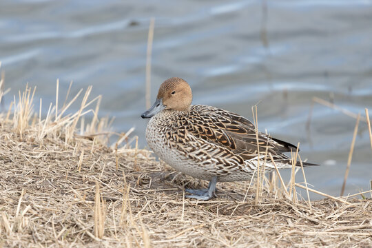 Female pintail duck standing by the water's edge. Its scientific name is Anas acuta.