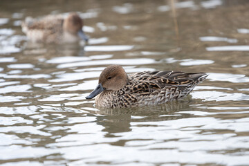 A Female pintail ducks swimming in a pond. The scientific name is Anas acuta.