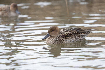 A Female pintail ducks swimming in a pond. The scientific name is Anas acuta.